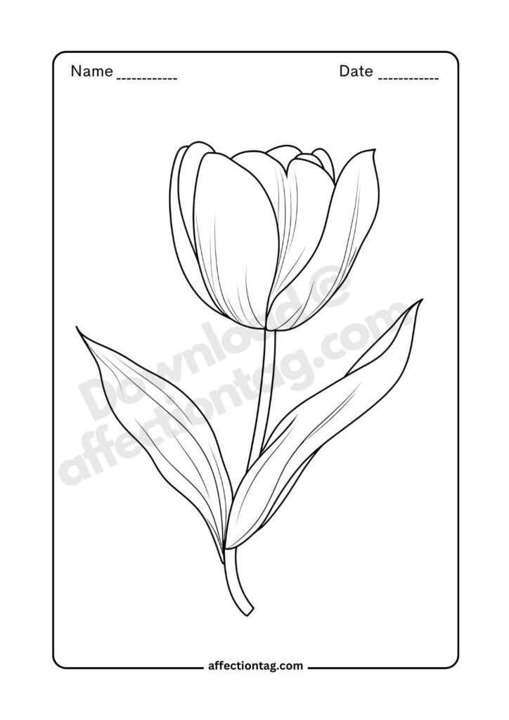 Outline of a tulip bud with a simple yet artistic design for flower drawing images ©affectiontag.com.