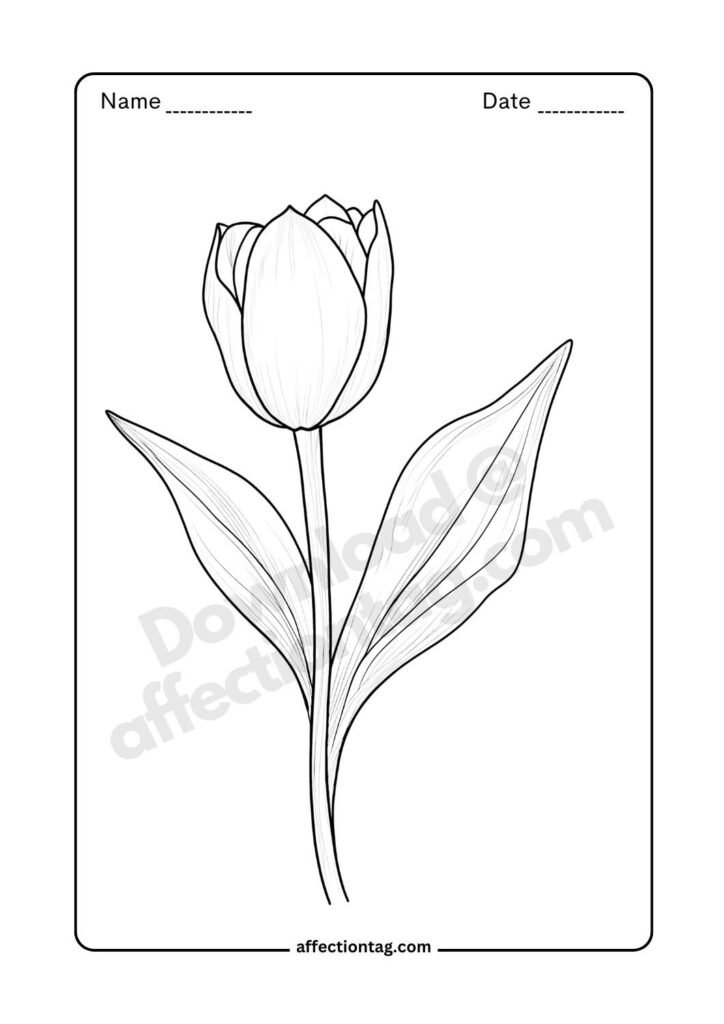 Elegant tulip flower drawing image with detailed petals and leaves ©affectiontag.com.