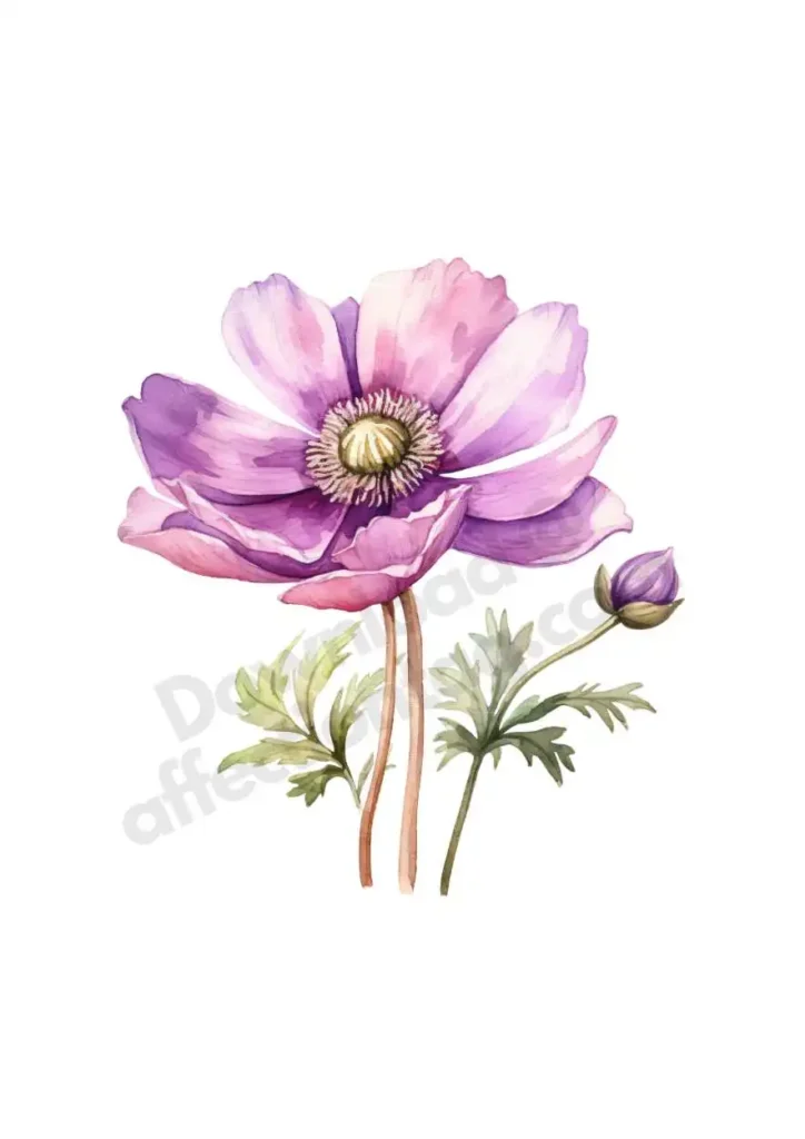 Free Anemone Flowers Cliparts – Watercolor Floral PNGs for Printables & DesignAnemone flower cliparts 7 Anemone Radiant Pink Blossom