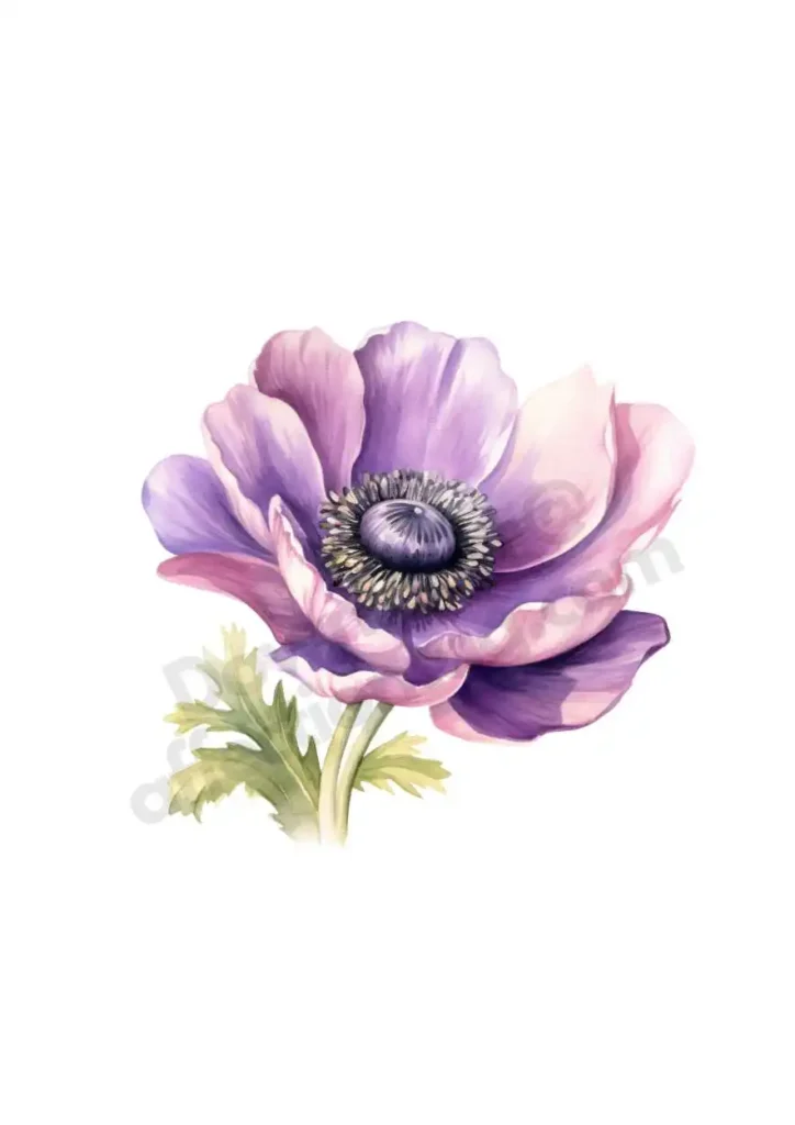 Free Anemone Flowers Cliparts – Watercolor Floral PNGs for Printables & DesignAnemone flower cliparts 2 nemone Elegant Floral Circle